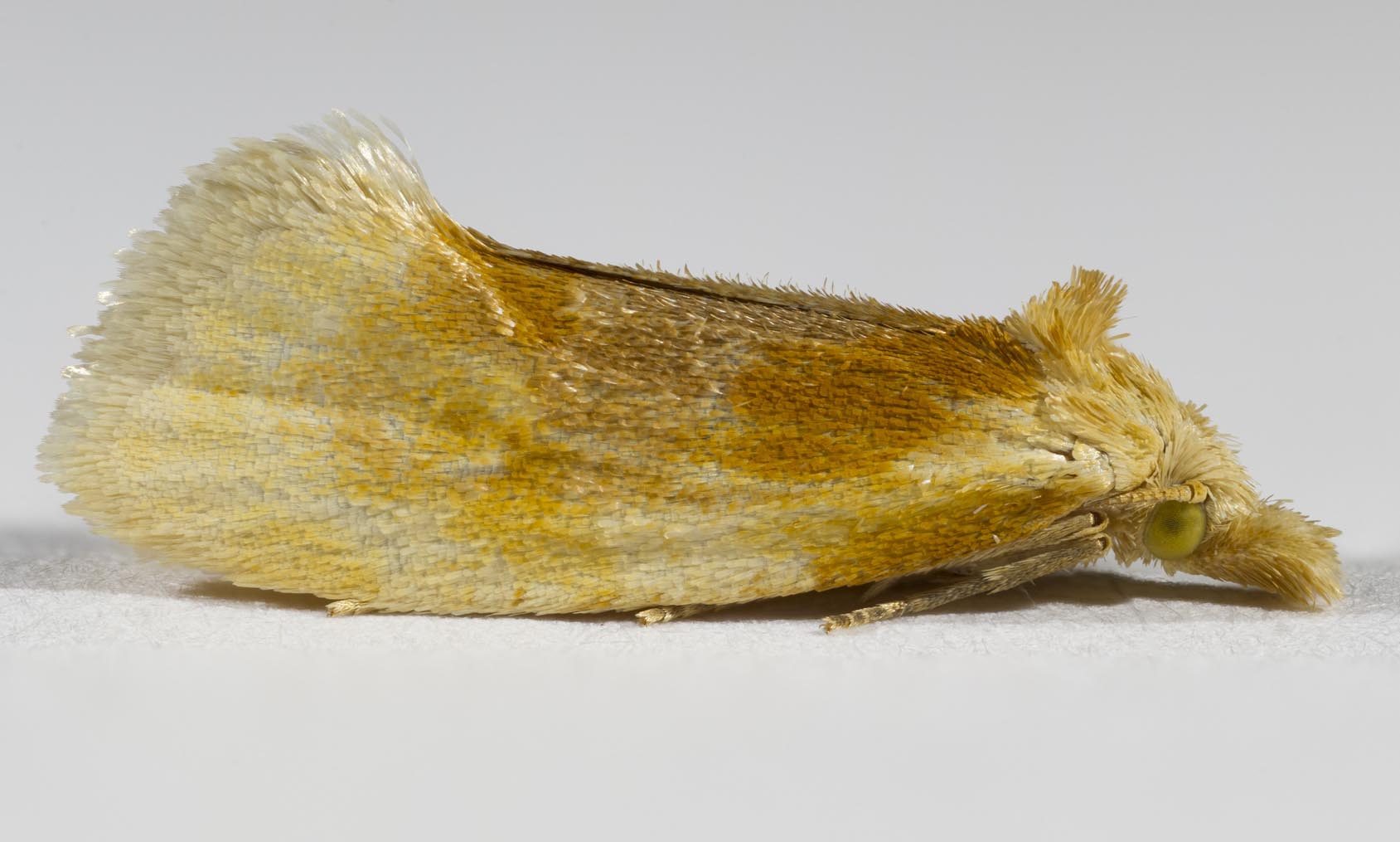 Aethes floccosana Moth 11mmOAL lateral 8681-8707cs