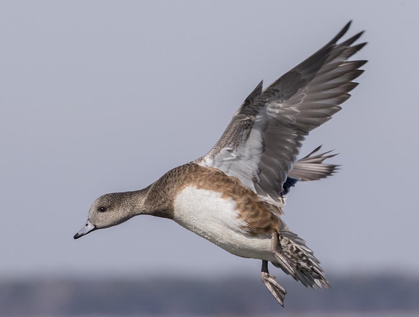 American Wigeon about to land f 5053s