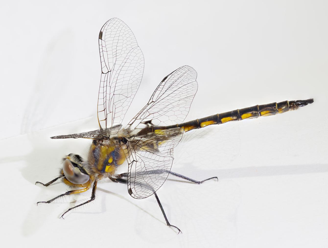 Baskettail Dragonfly 1000um 1508-1562cs