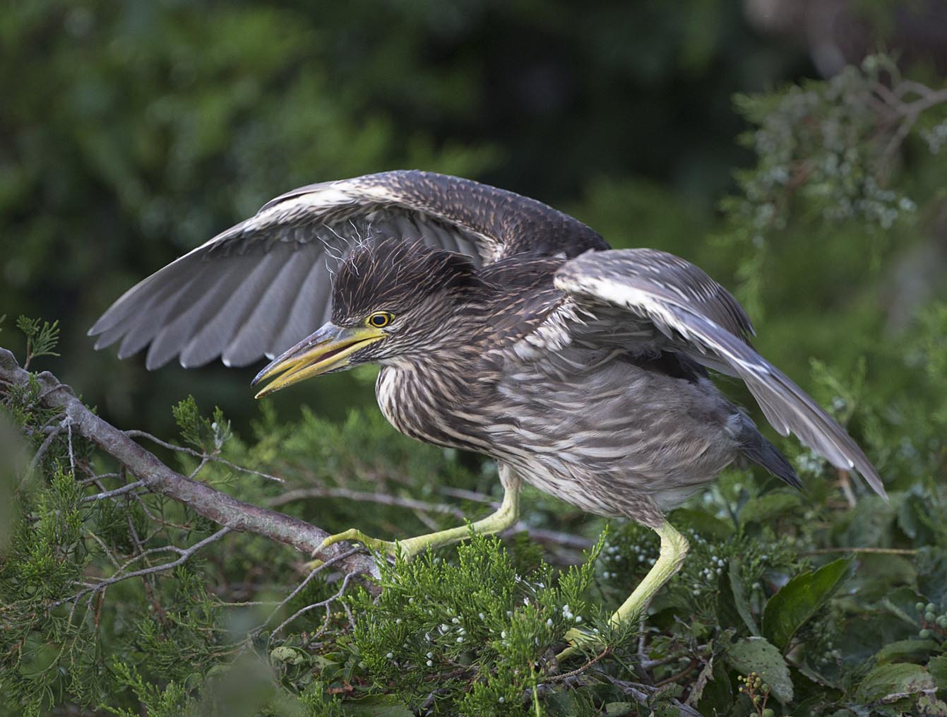 Black-crowned Night-heron feeding  jv 8292s