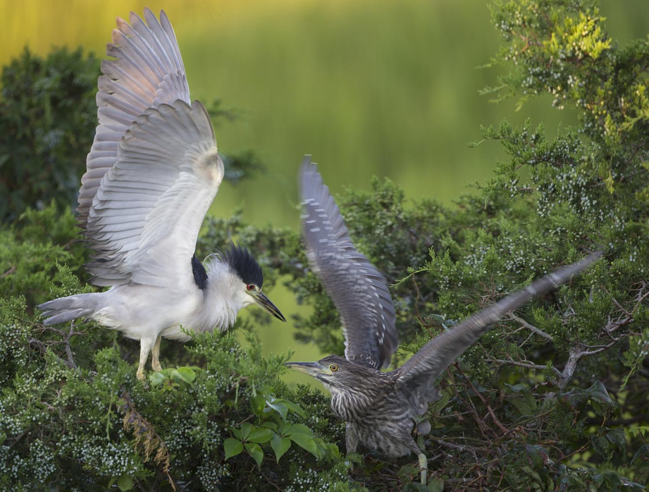 Black-crowned Night-heron feeding jv 8337s
