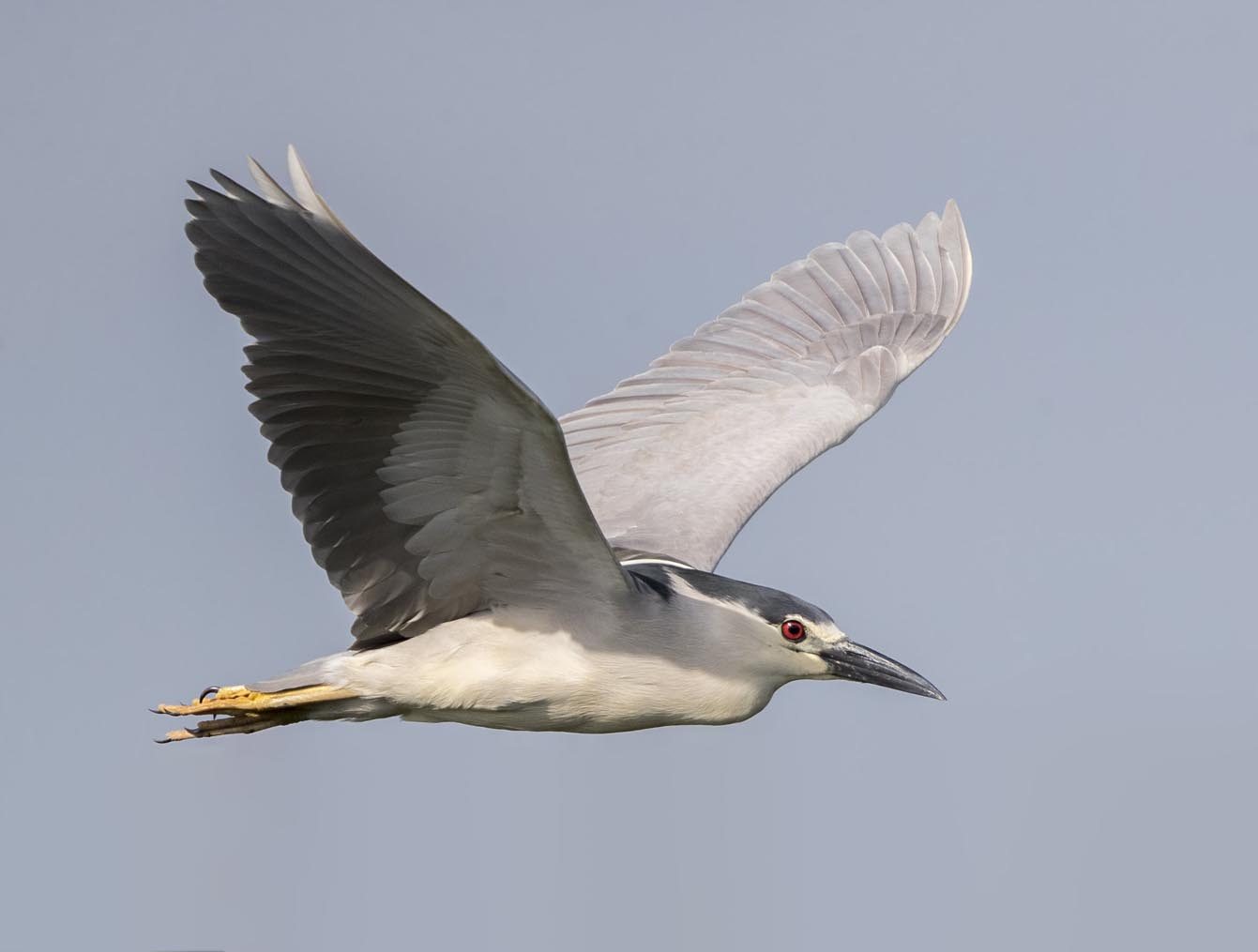 Black-crowned Night-heron flying 5872s