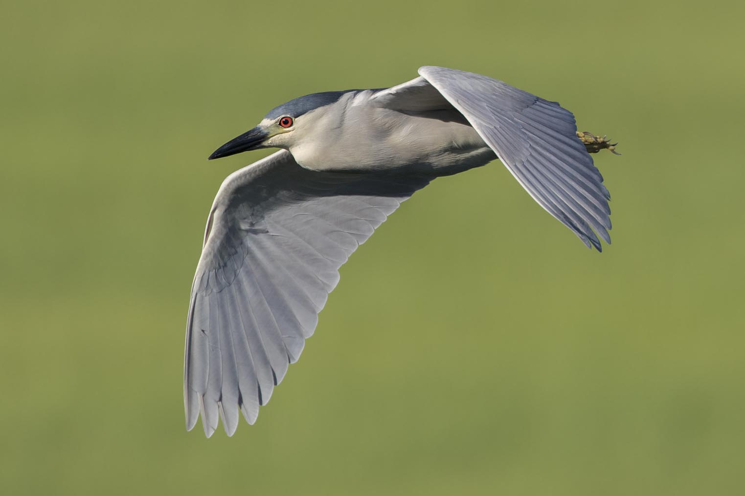 Black-crowned Night-heron flying 8695s