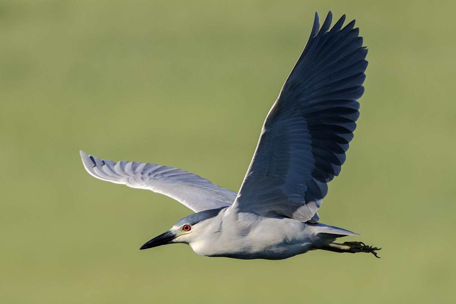 Black-crowned Night-heron flying 8697s