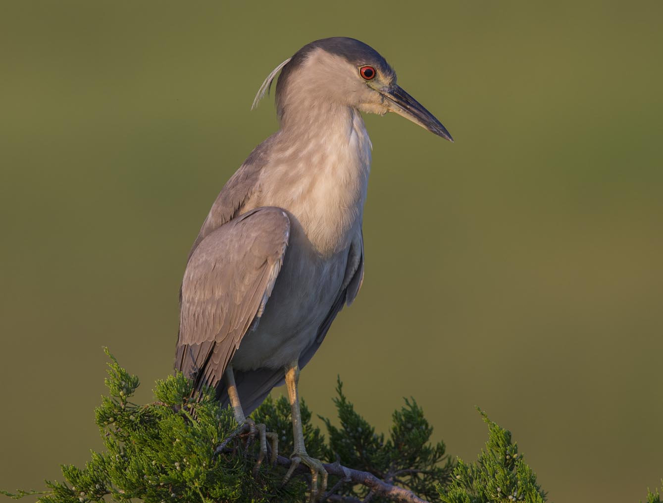 Black-crowned Night-heron on treetop 3541s