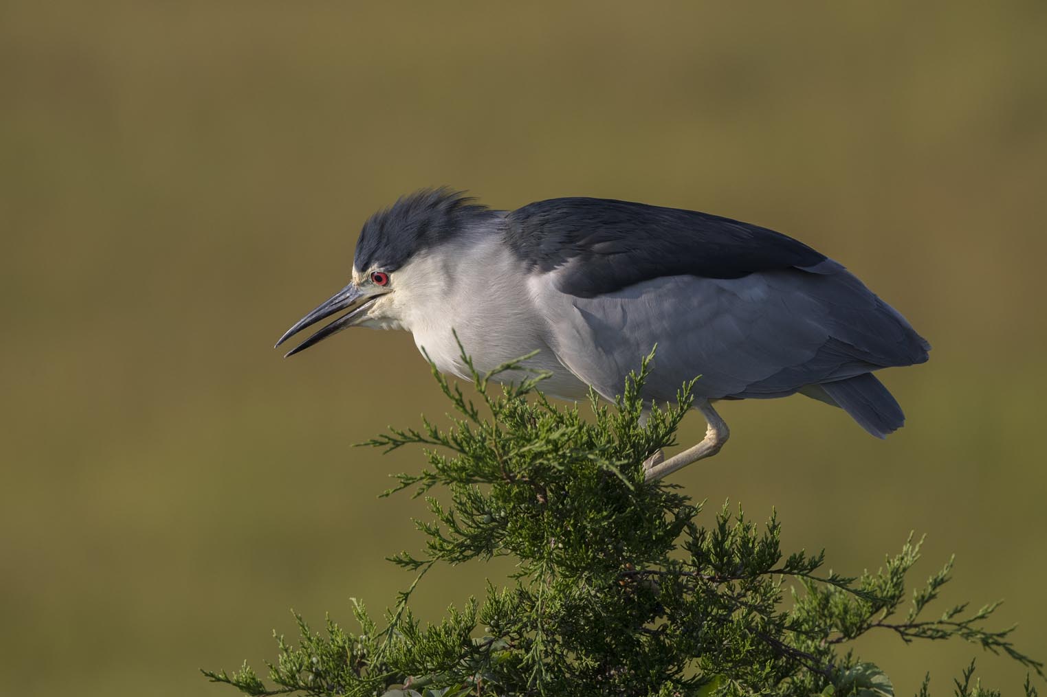 Black-crowned Night-heron on treetop 3945s
