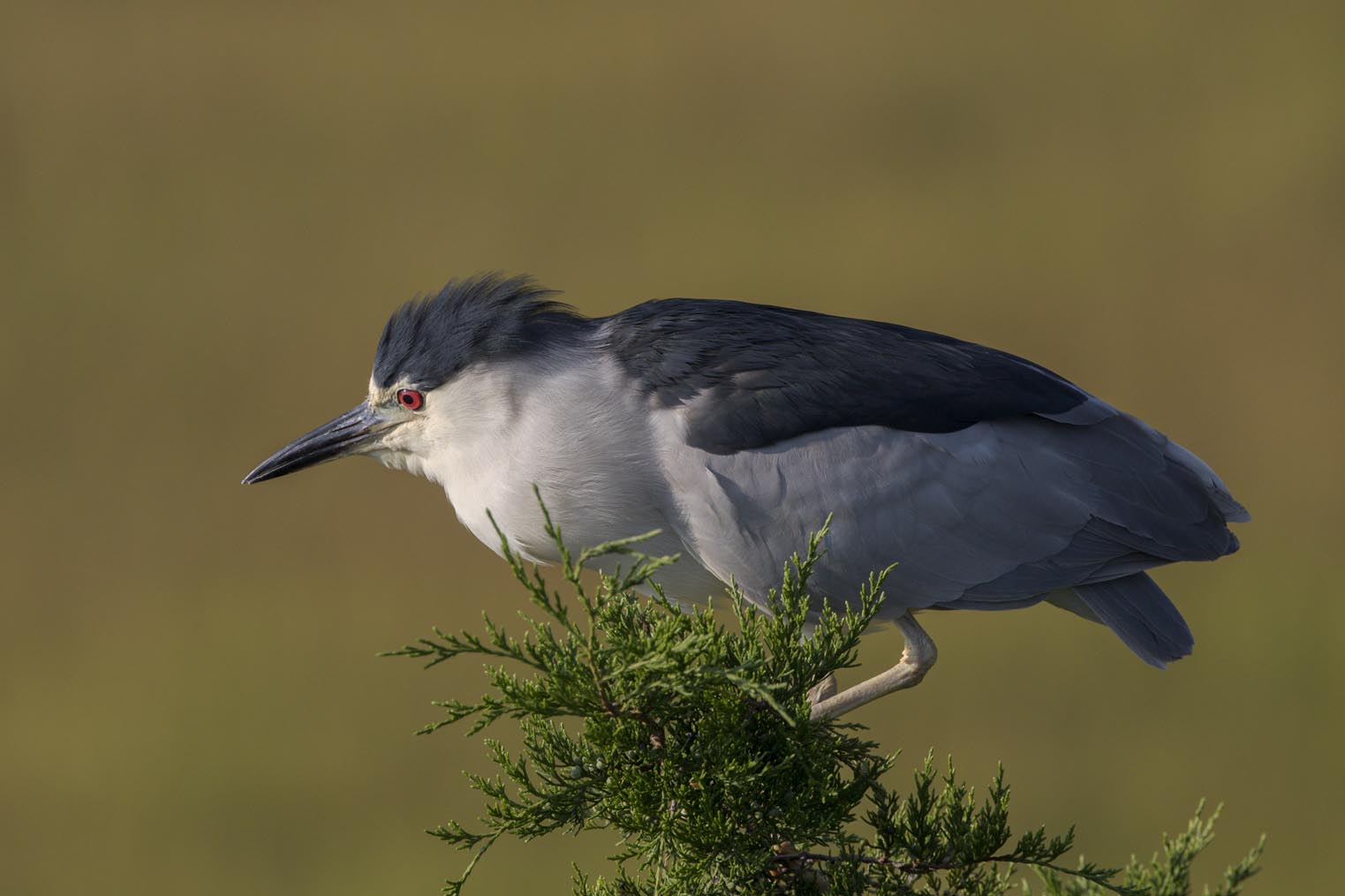 Black-crowned Night-heron on treetop 3947s
