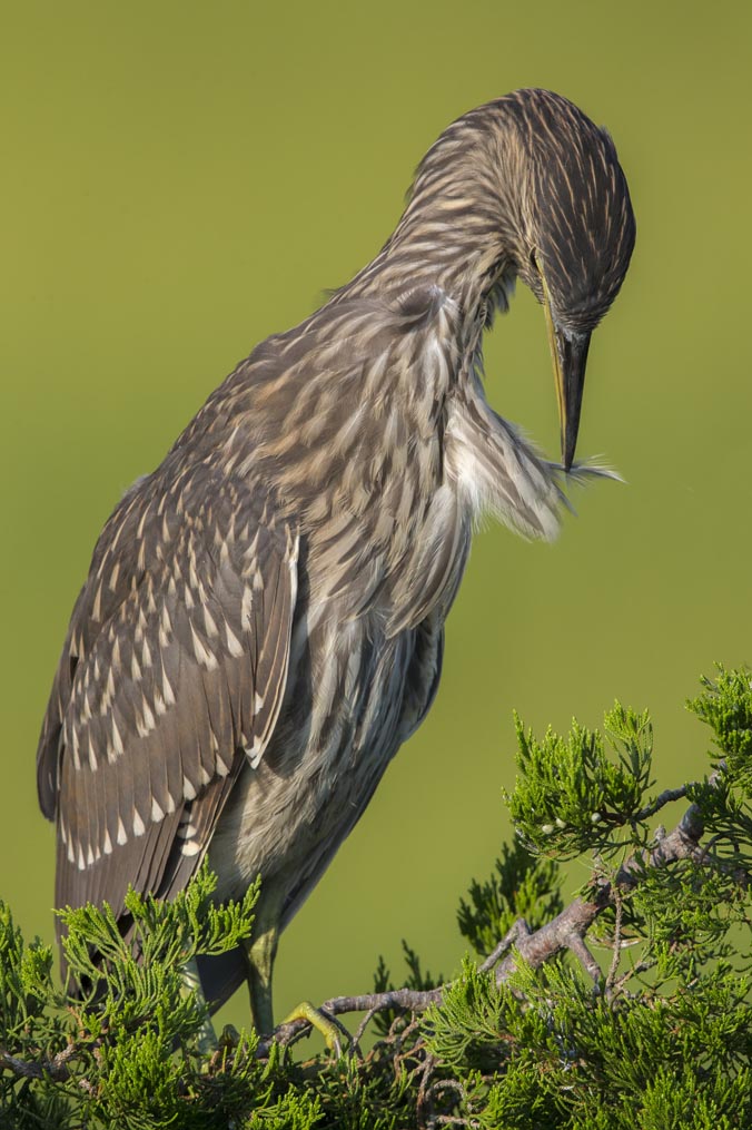 Black-crowned Night-heron preening jv 4023s