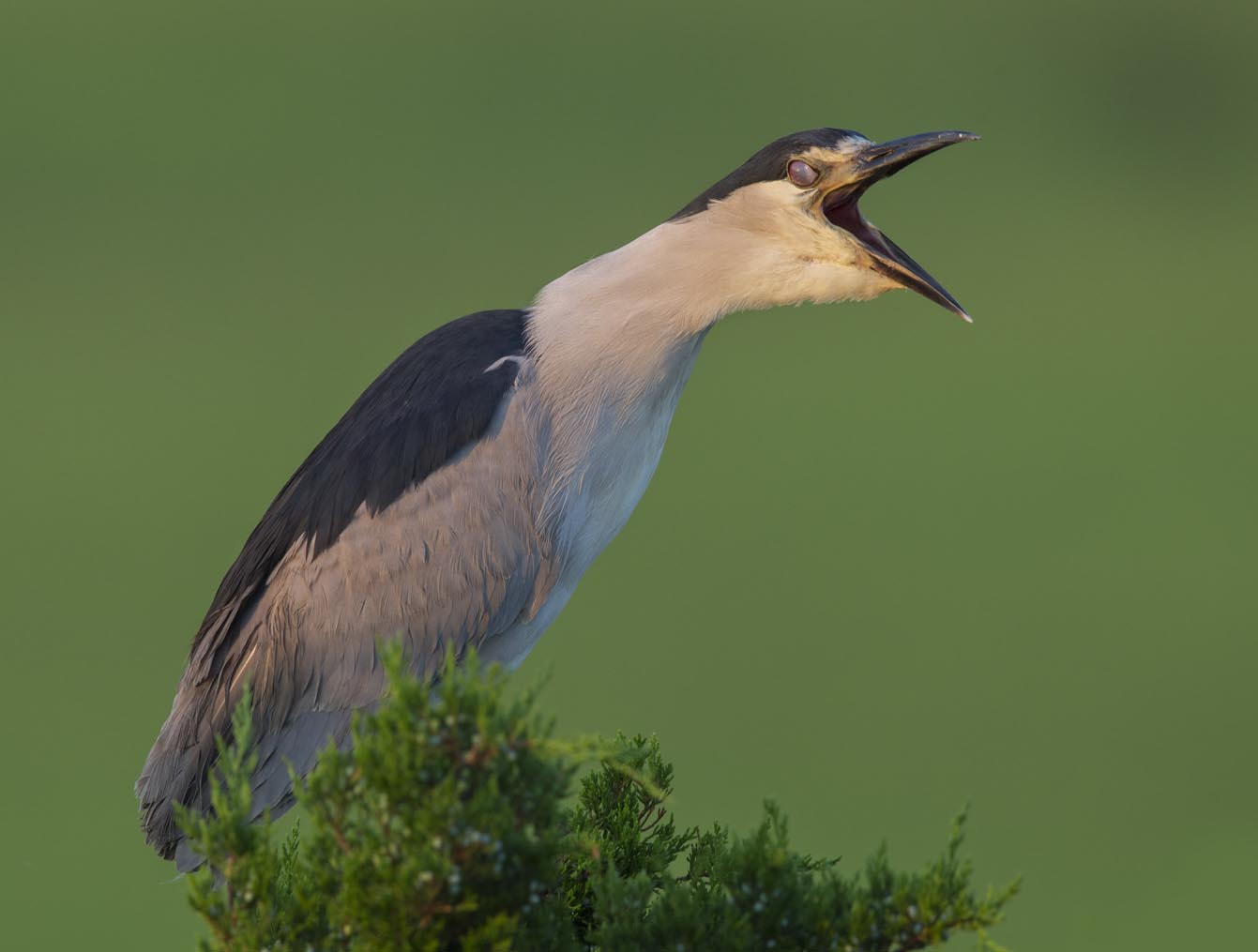 Black-crowned Night-heron yawn on treetop 3510s