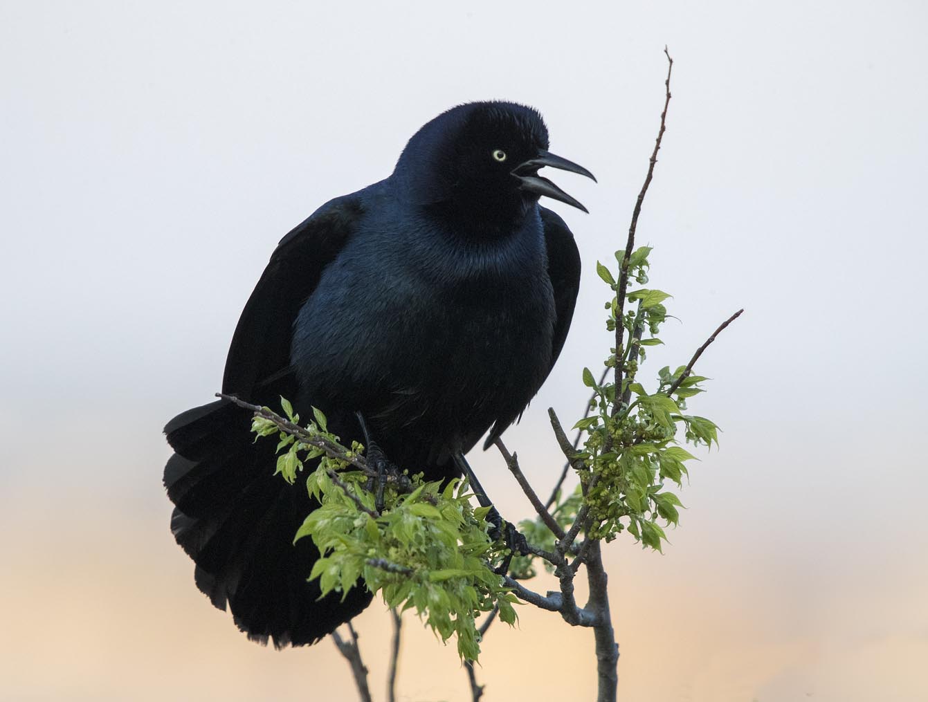 Boat-tailed Grackle 3461s