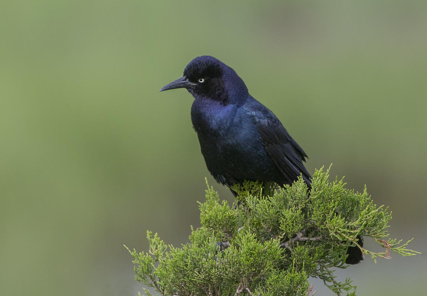 Boat-tailed Grackle 3478s