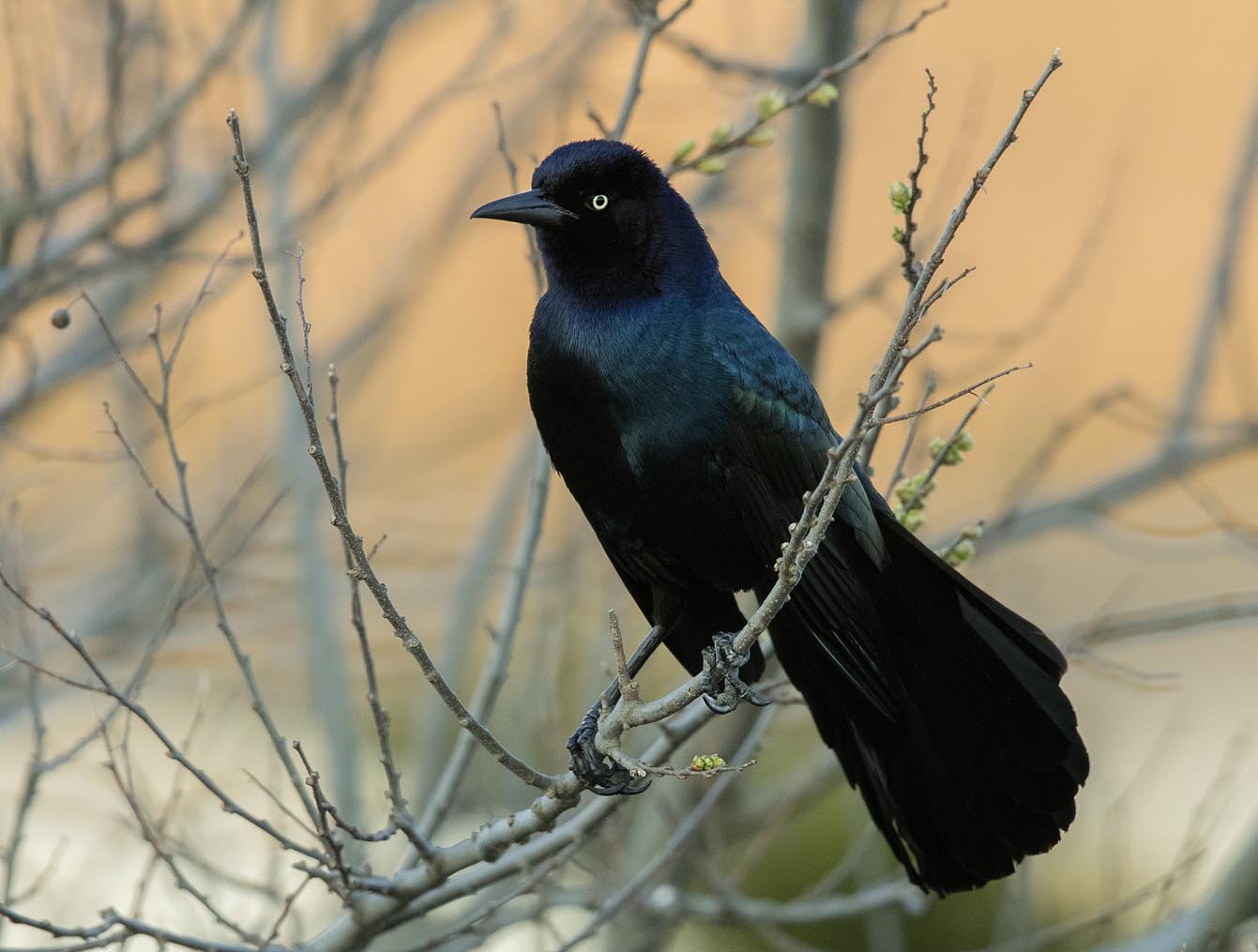 Boat-tailed Grackle at dawn 0453s