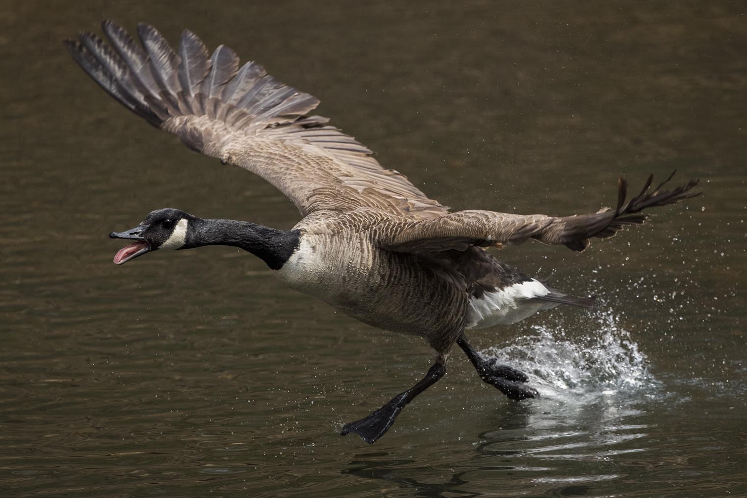 Canada Goose running on water 6265s