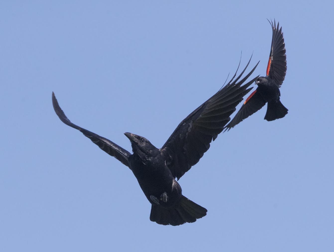 Crow and Redwing Blackbird 0737s