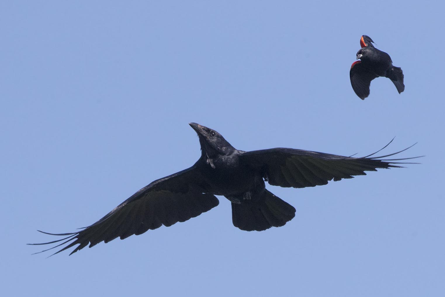 Crow and Redwing Blackbird 0738s