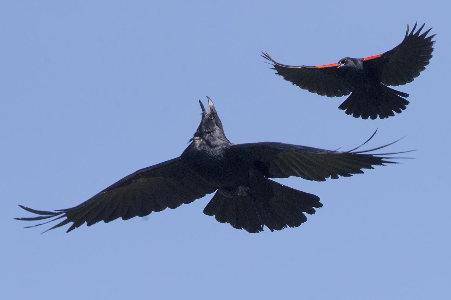 Crow and Redwing Blackbird 0741s