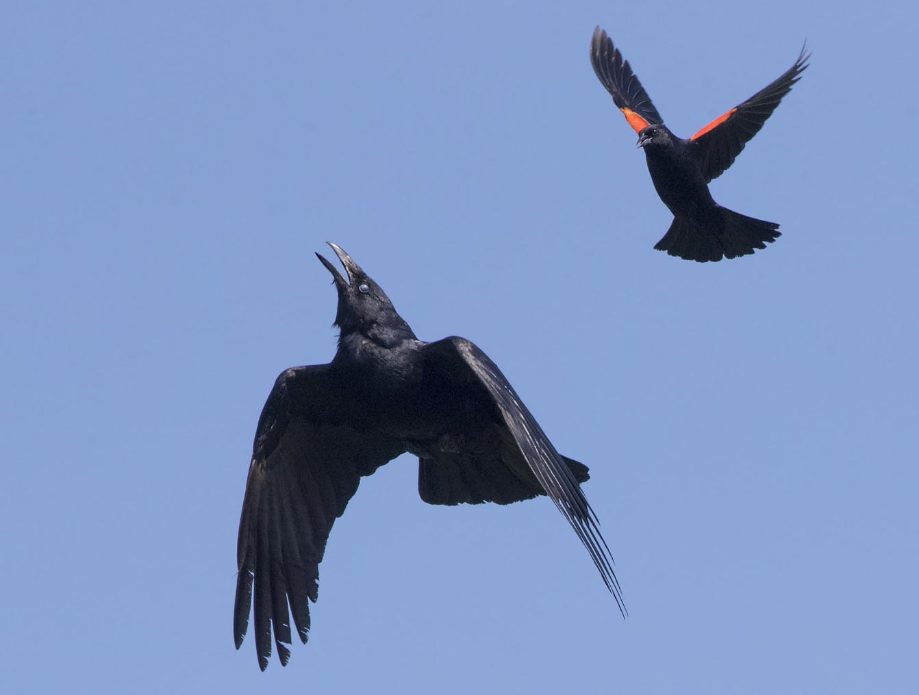 Crow and Redwing Blackbird 0742s
