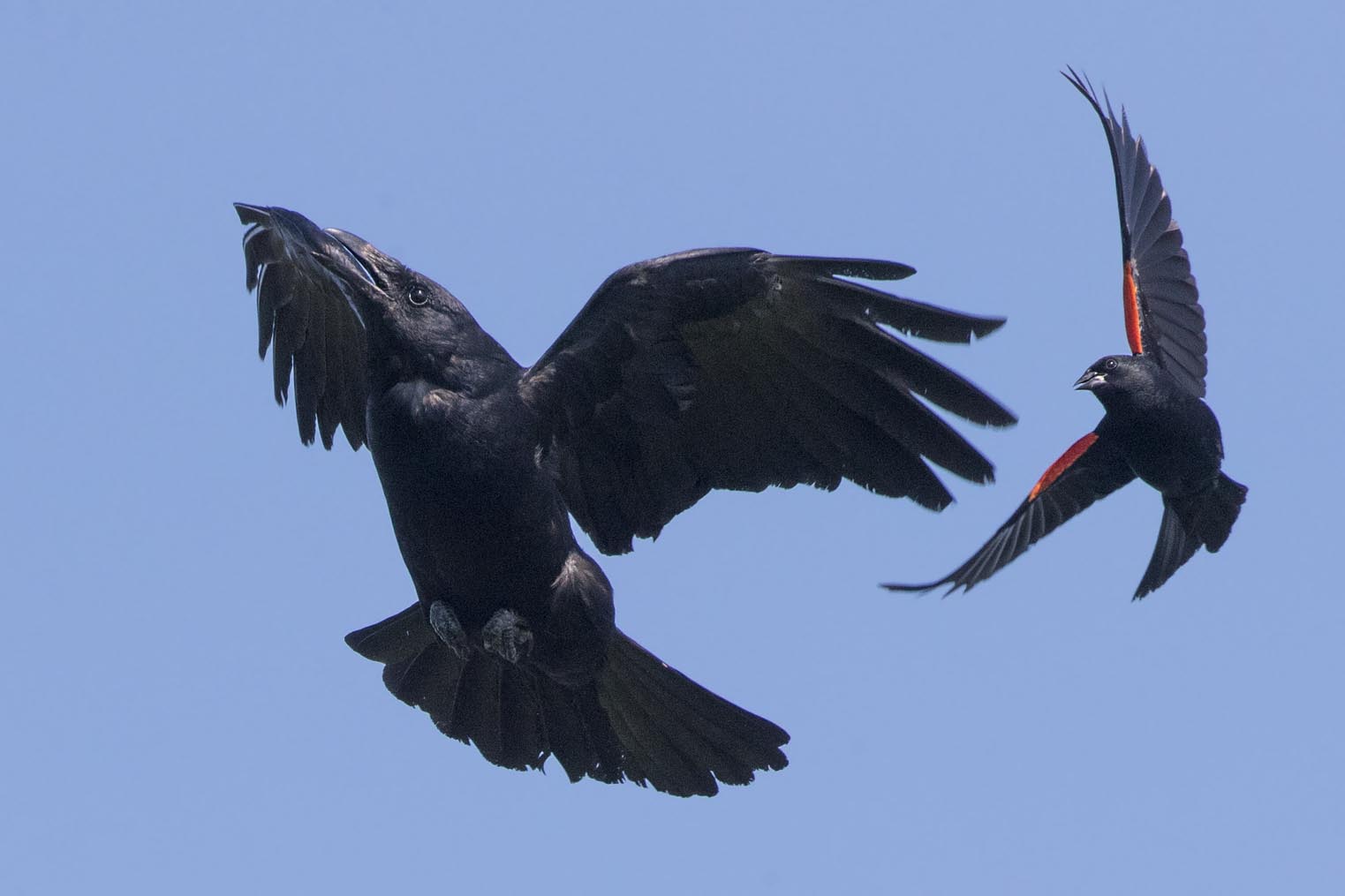 Crow and Redwing Blackbird 0752s