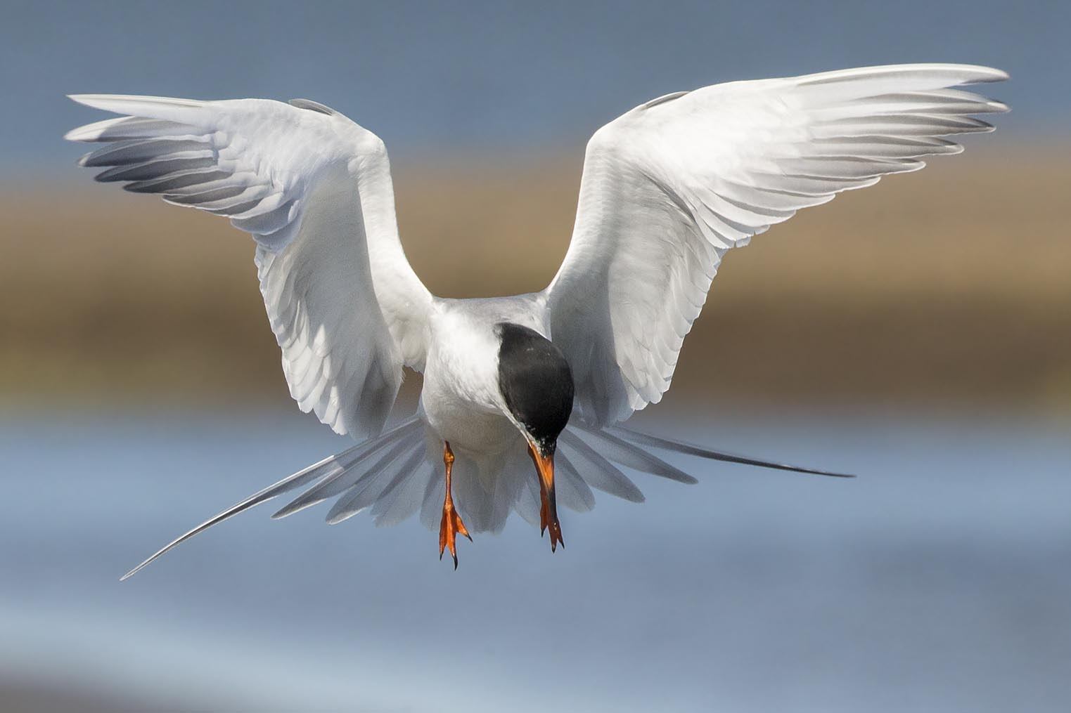 Forster's Tern hovering 0065s