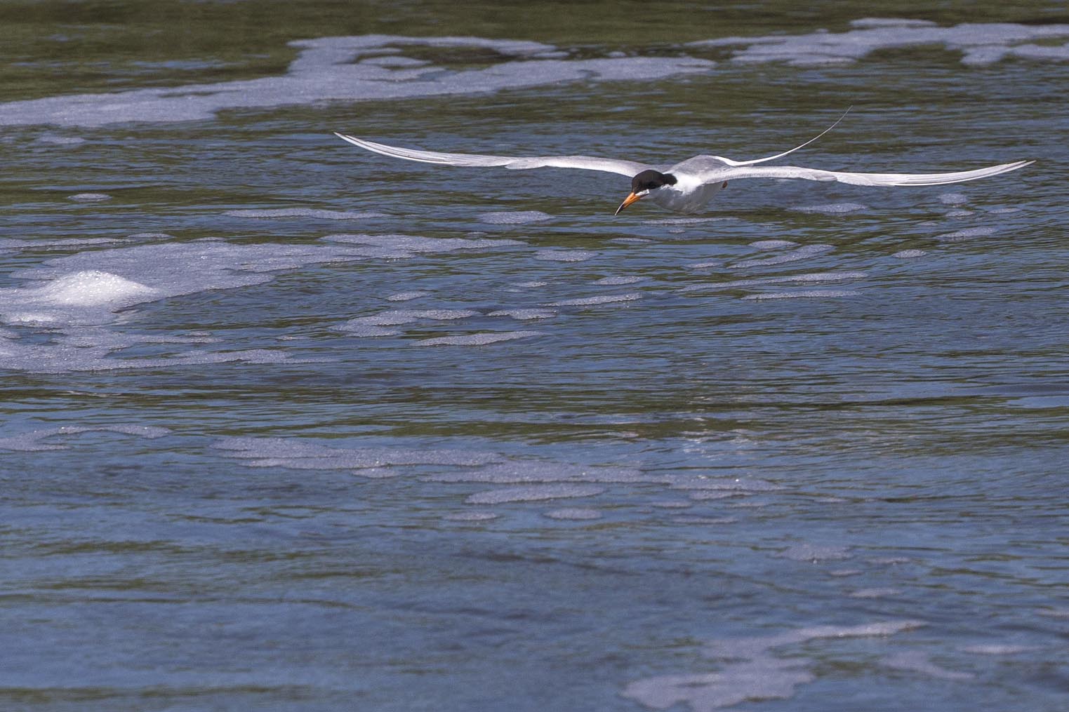 Forster's Tern skimming 4782s
