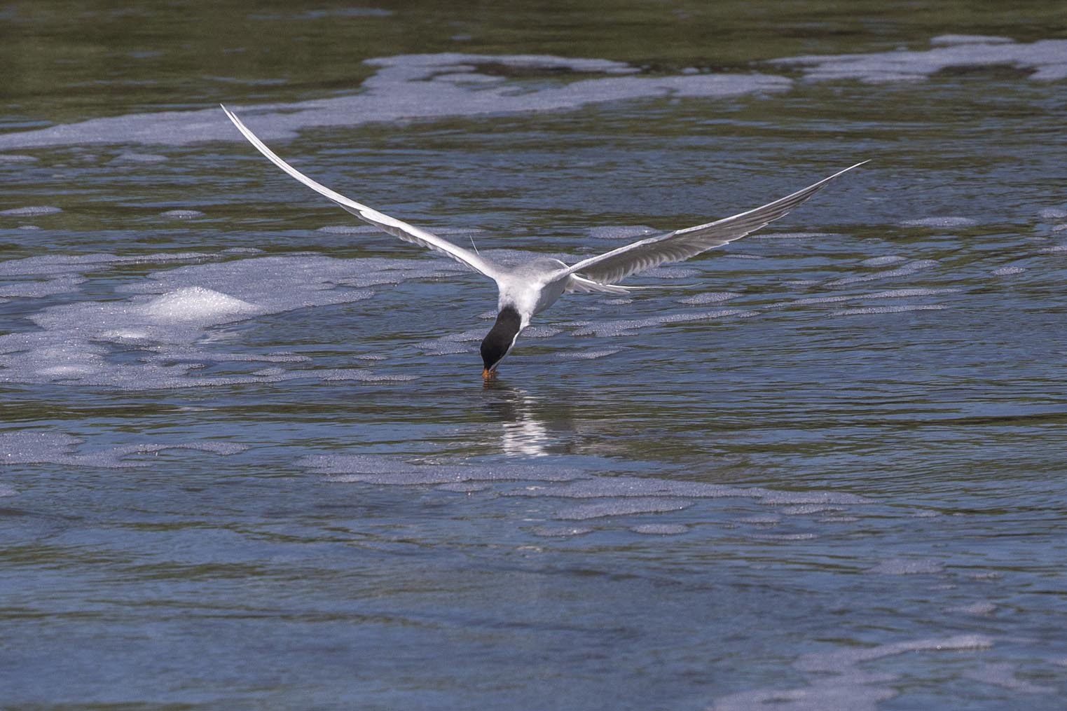 Forster's Tern skimming 4783s