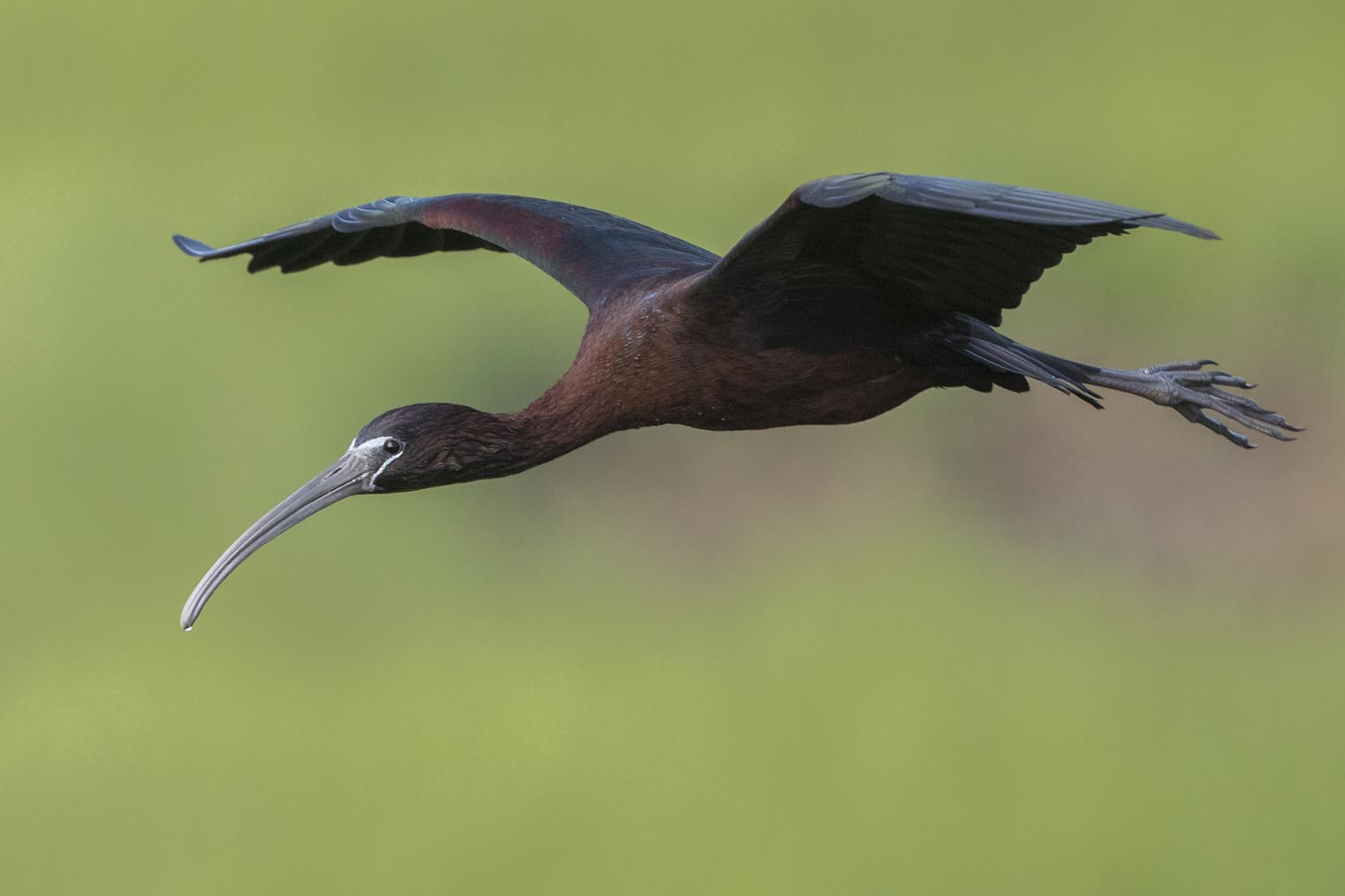 Glossy Ibis flying 0115s