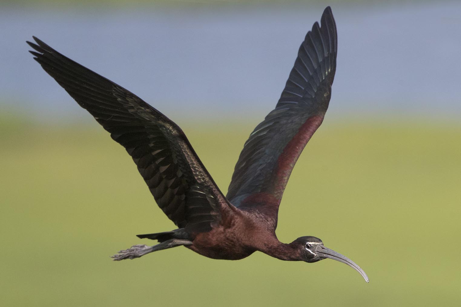 Glossy Ibis flying 5809s