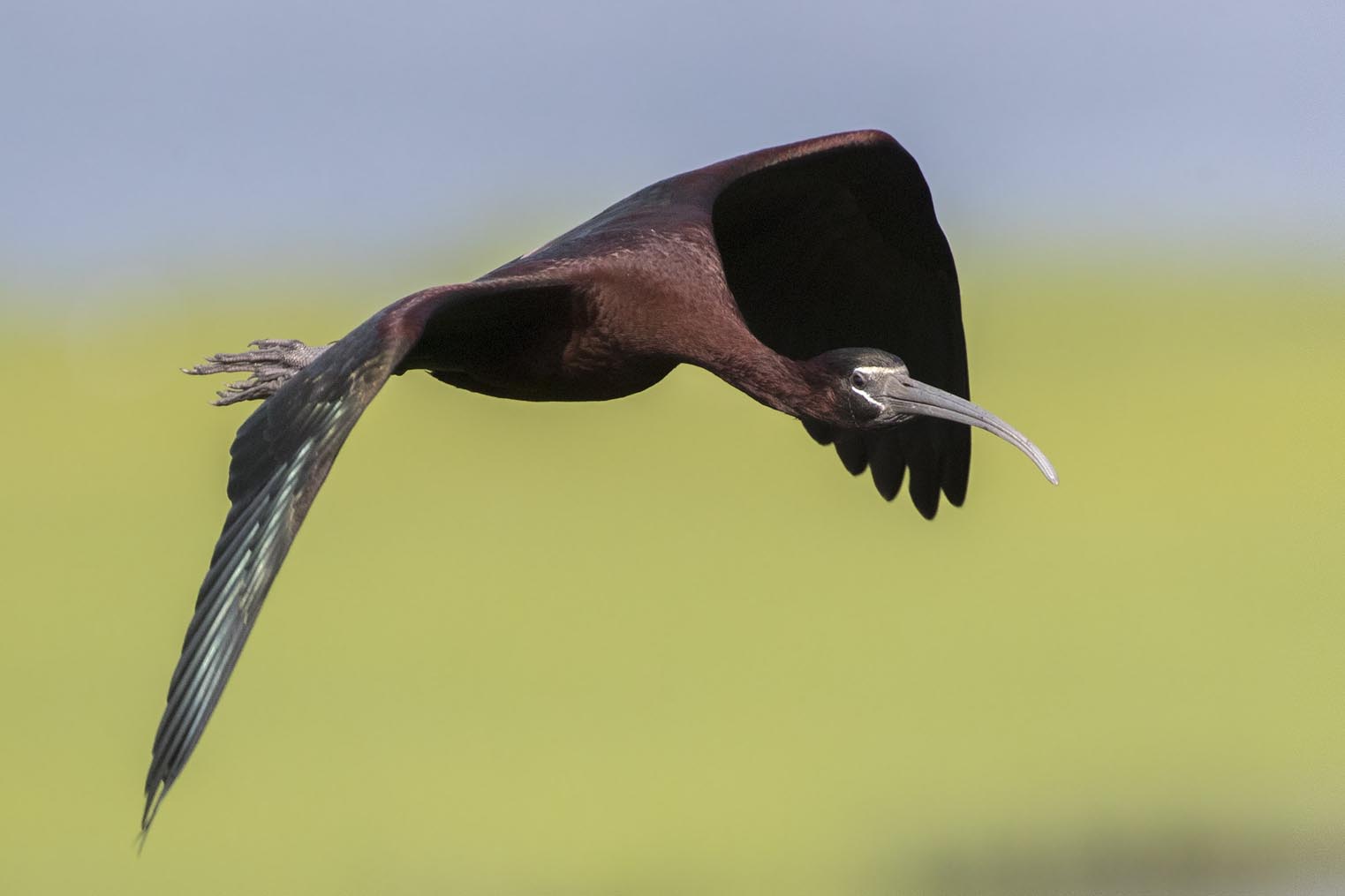 Glossy Ibis flying 5811s