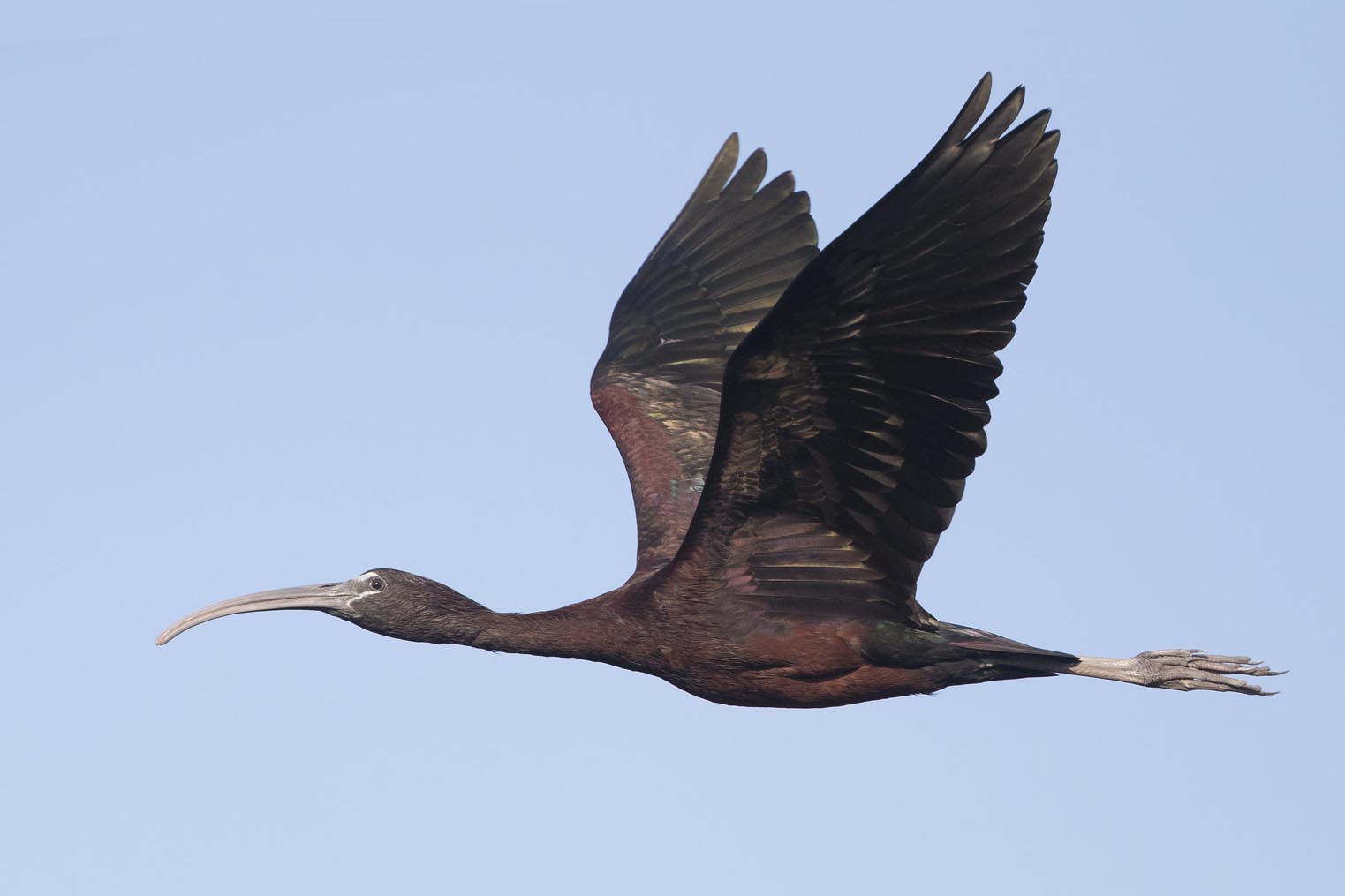 Glossy Ibis flying 7199s