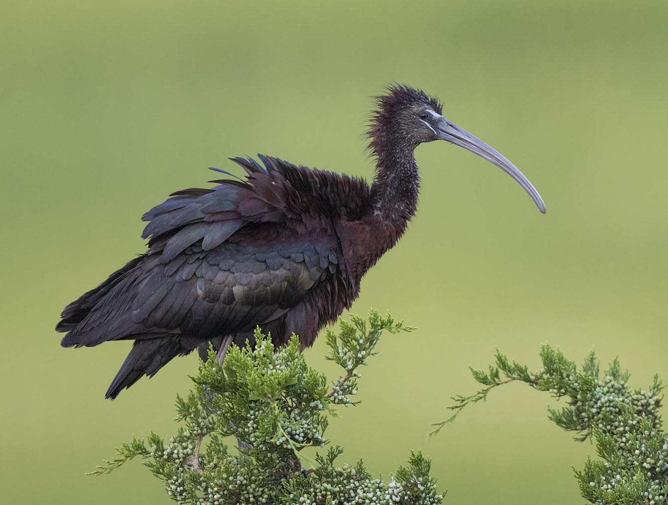 Glossy Ibis looking frazzled 6587s
