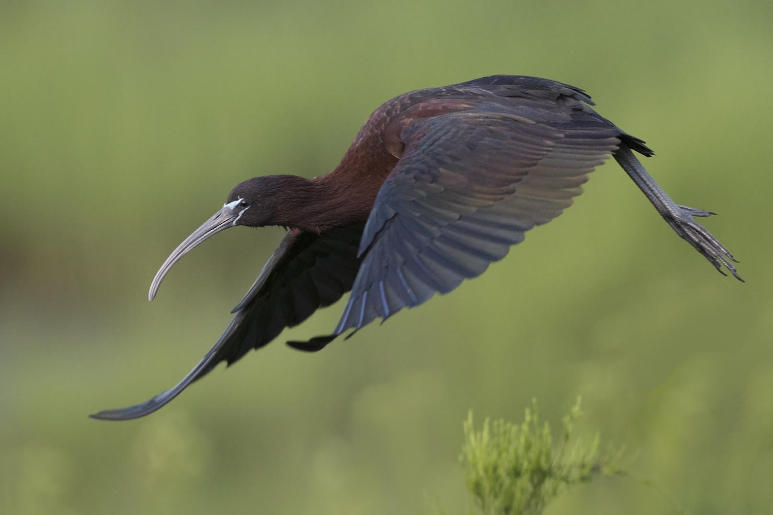 Glossy Ibis takeoff 9919s