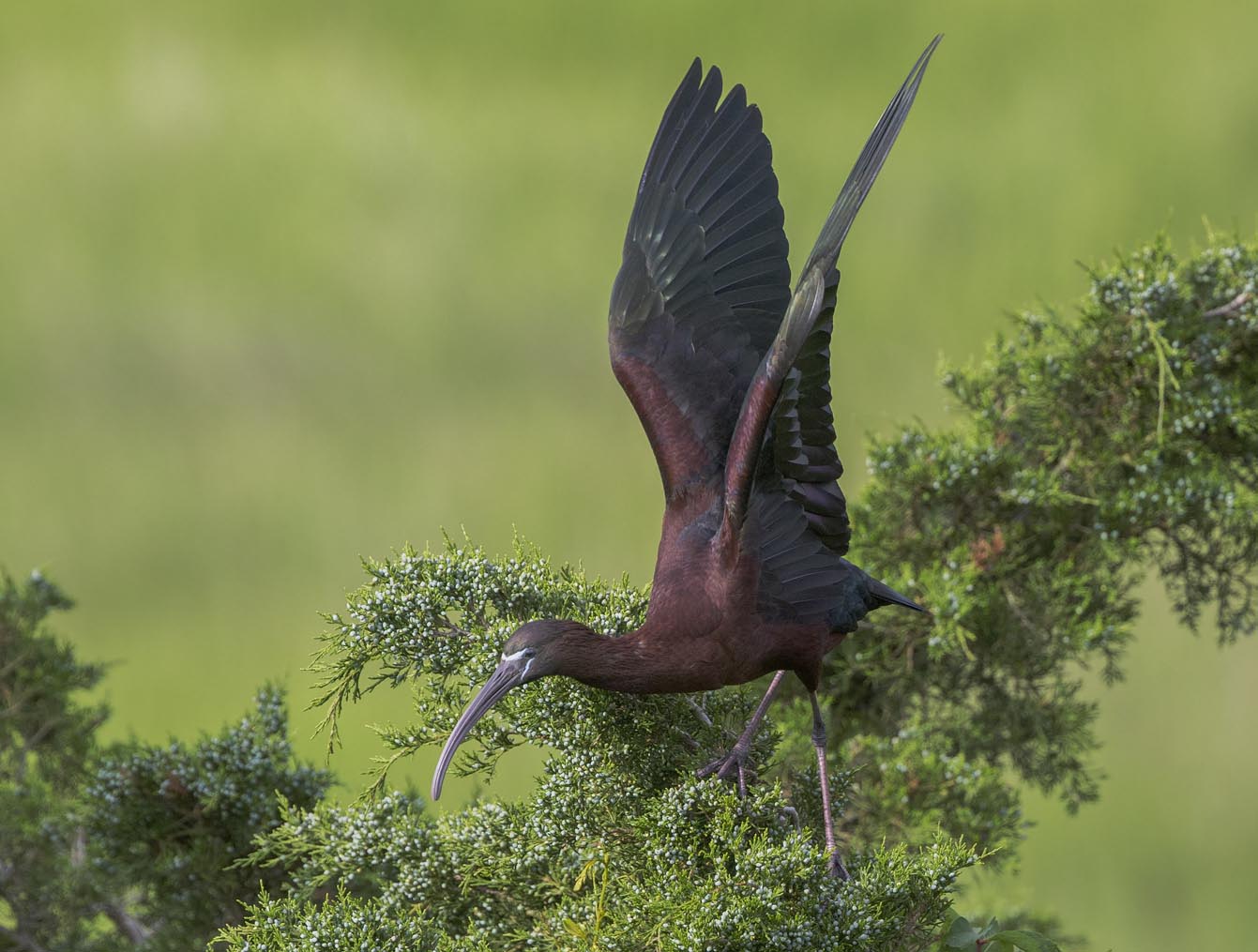 Glossy Ibis taking off 3501s