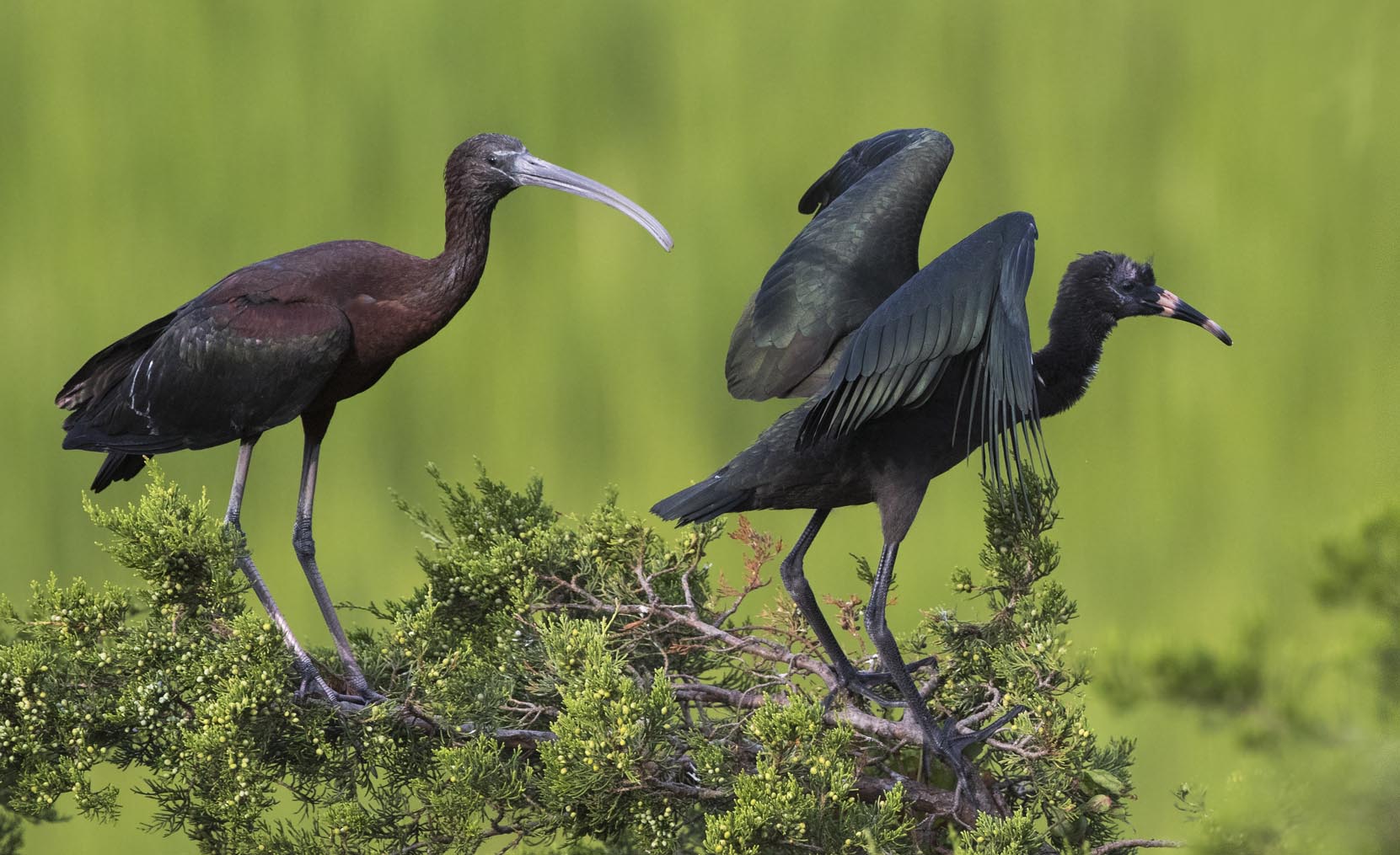 Glossy Ibis young and old 1826s