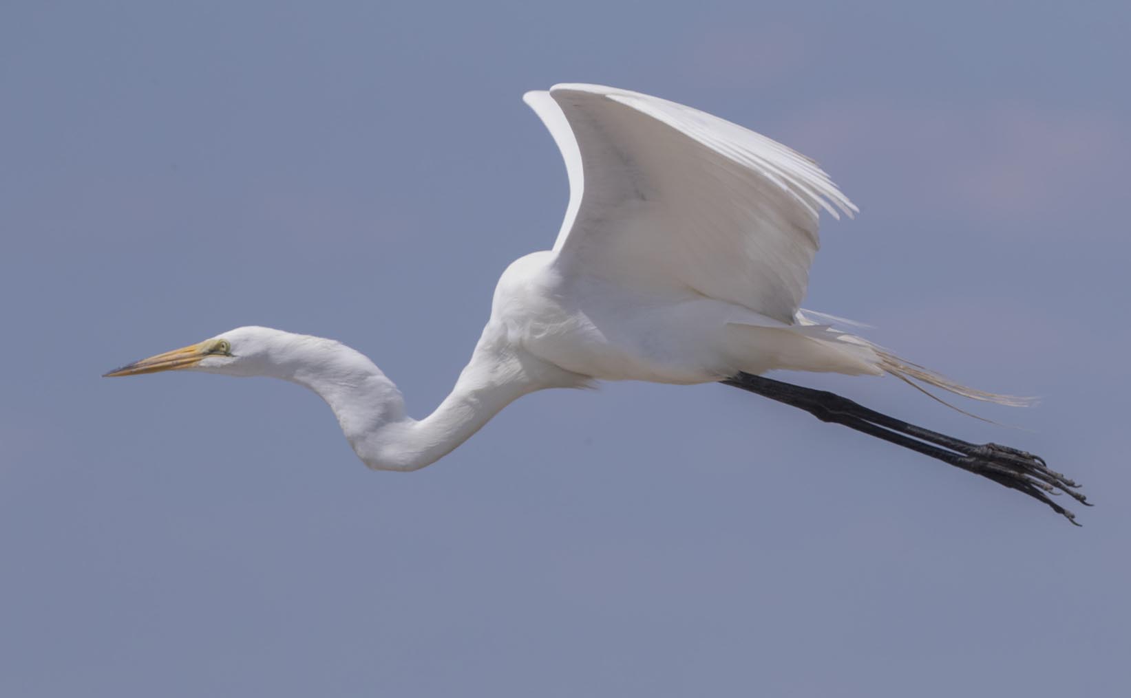 Great Egret flying 6610s