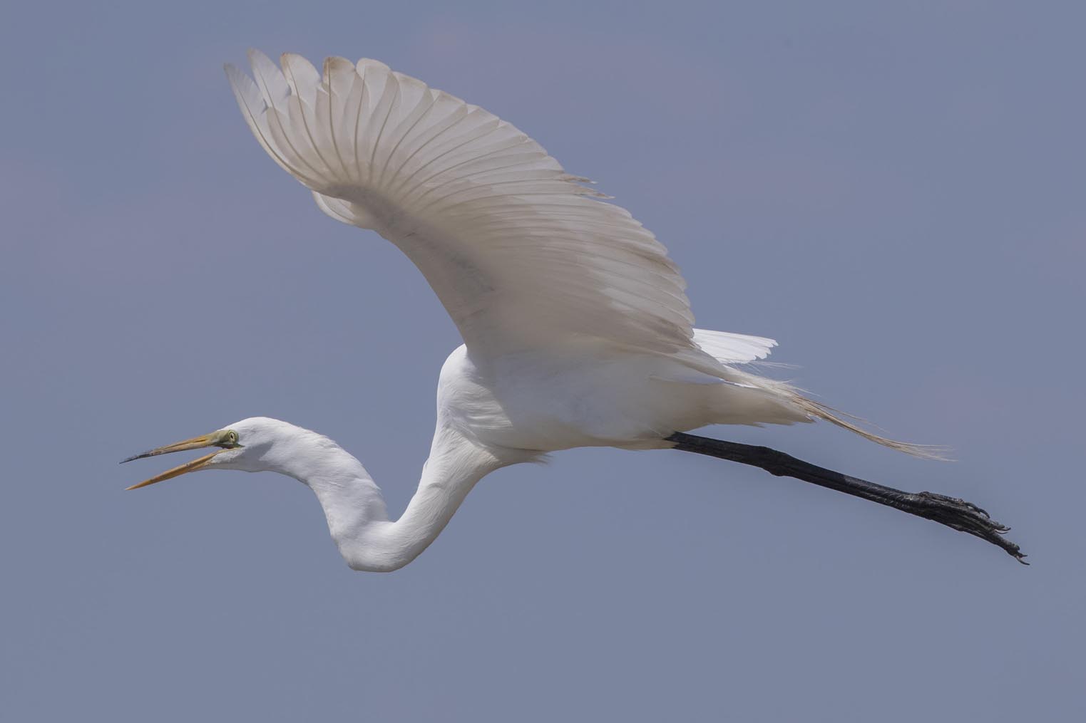 Great Egret flying M6615s