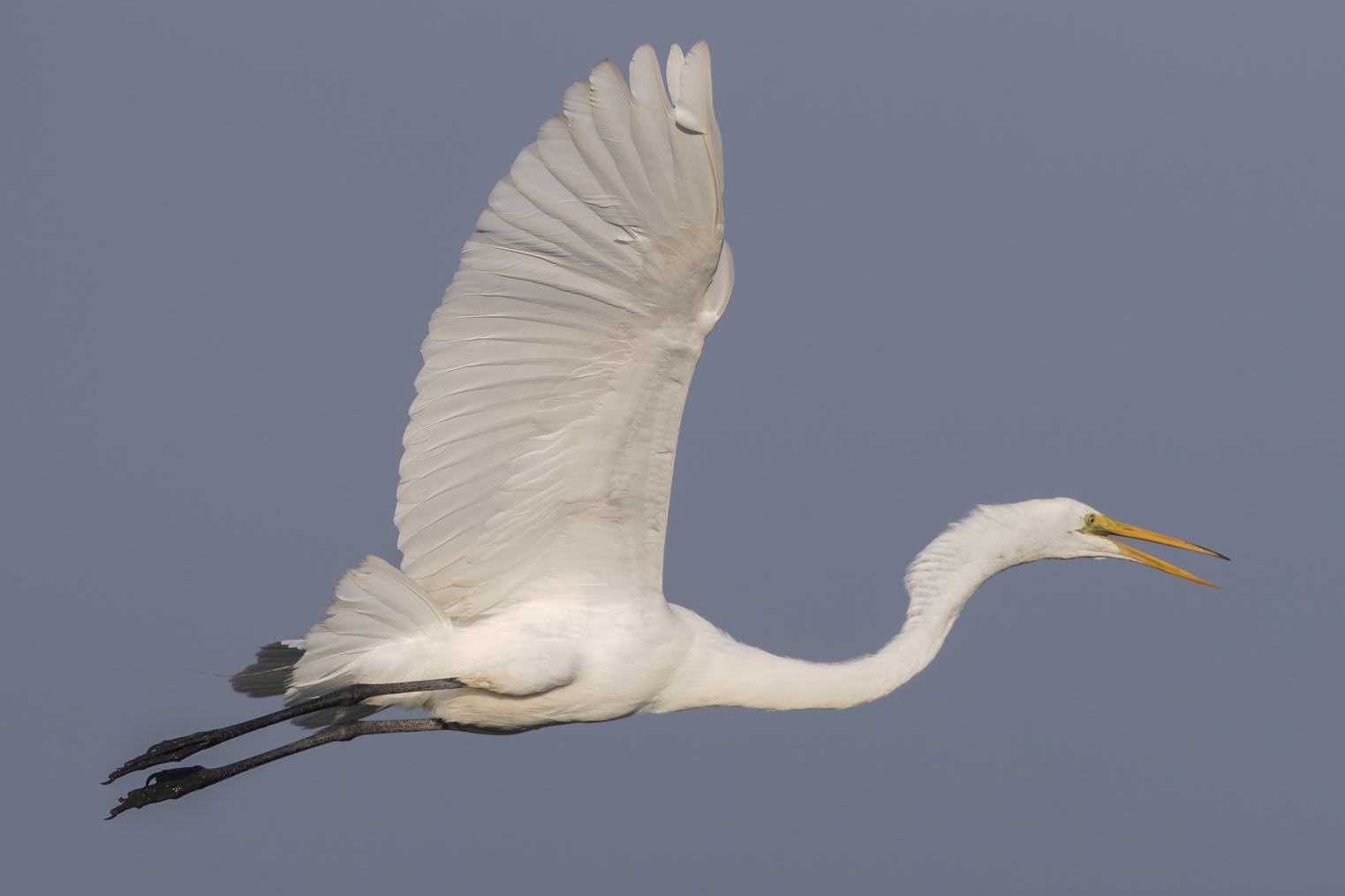 Great Egret landing 3113s