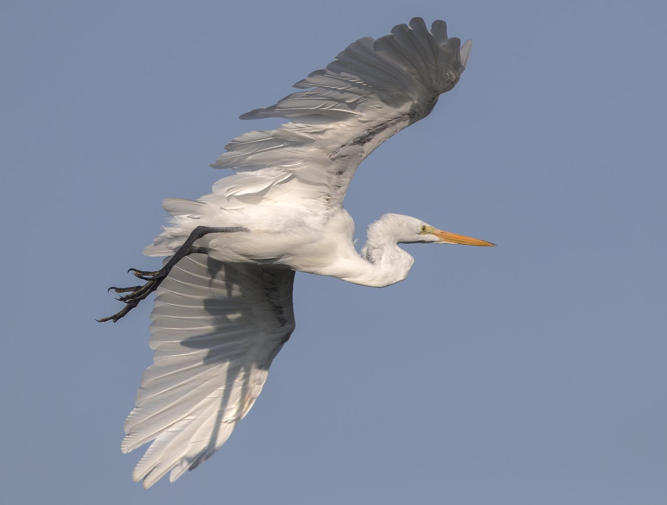 Great Egret landing approach 4634s