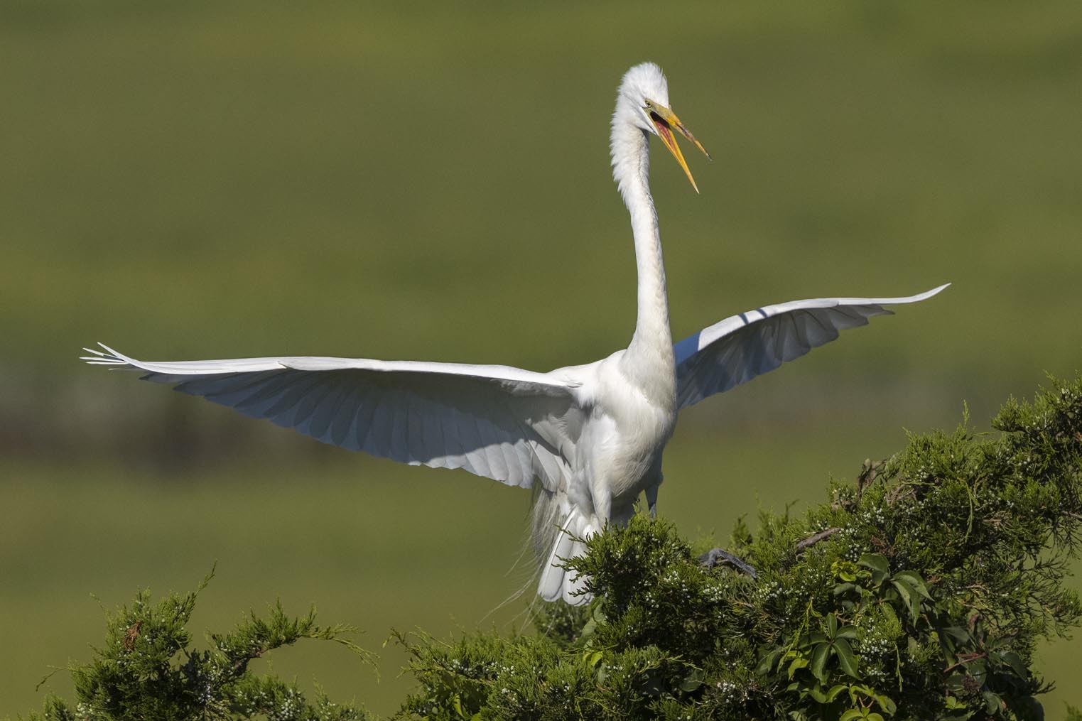 Great Egret landing in tree 9248s