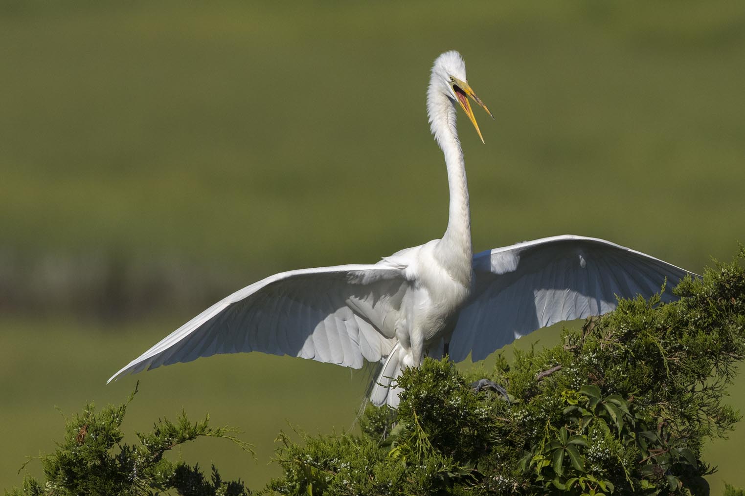 Great Egret landing in tree 9249s