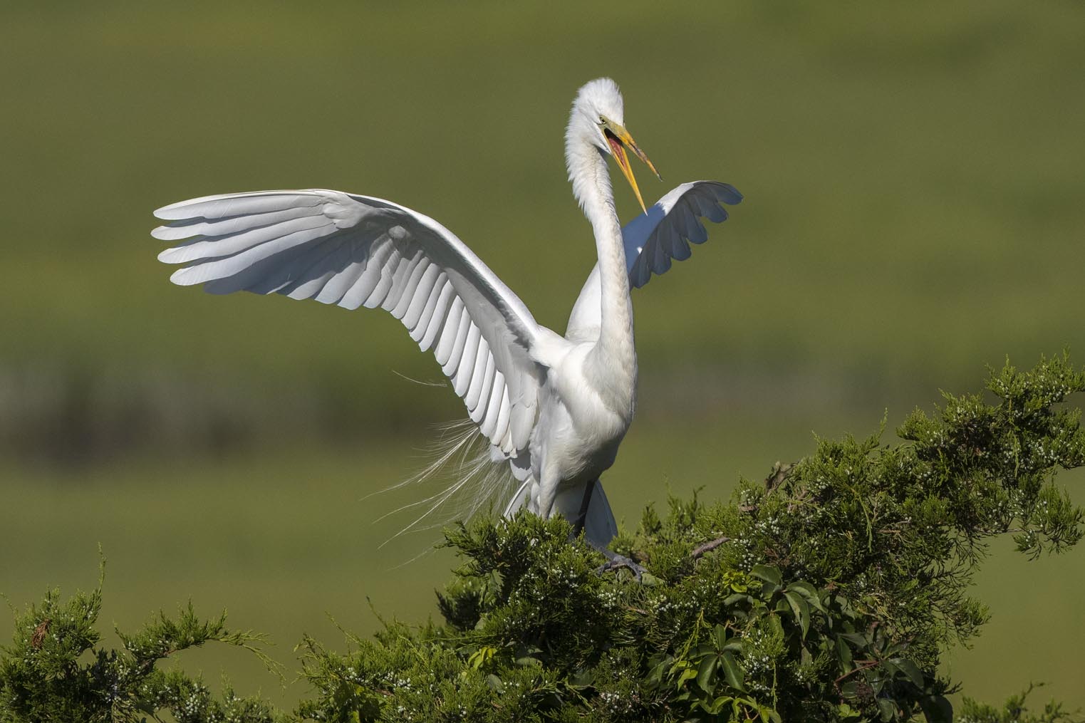 Great Egret landing in tree 9252s