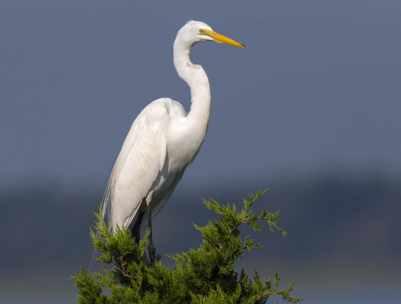 Great Egret on treetop 4148s