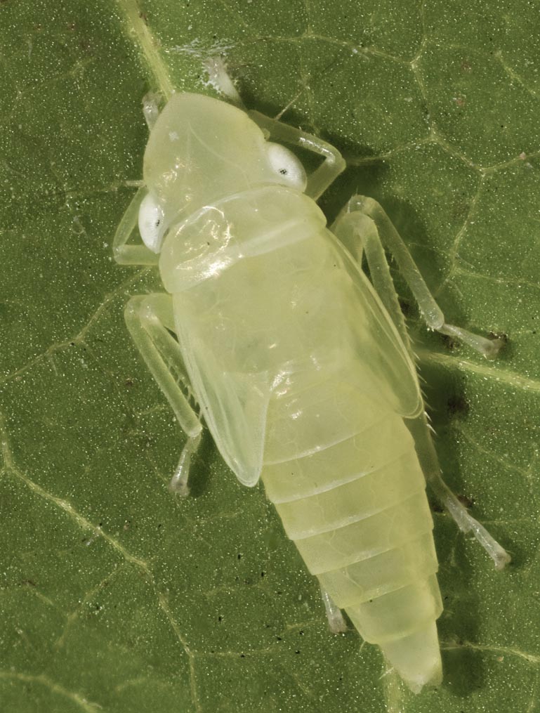 Leafhopper nymph 5mmL 3737-3789cs