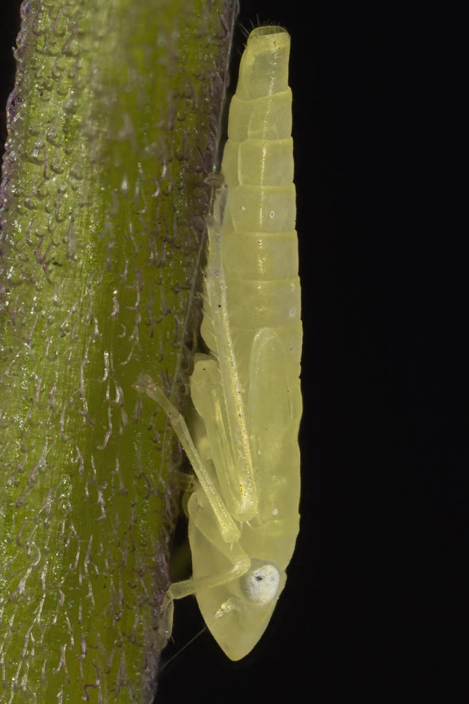 Leafhopper nymph 5mmL jv 2686-2738cs