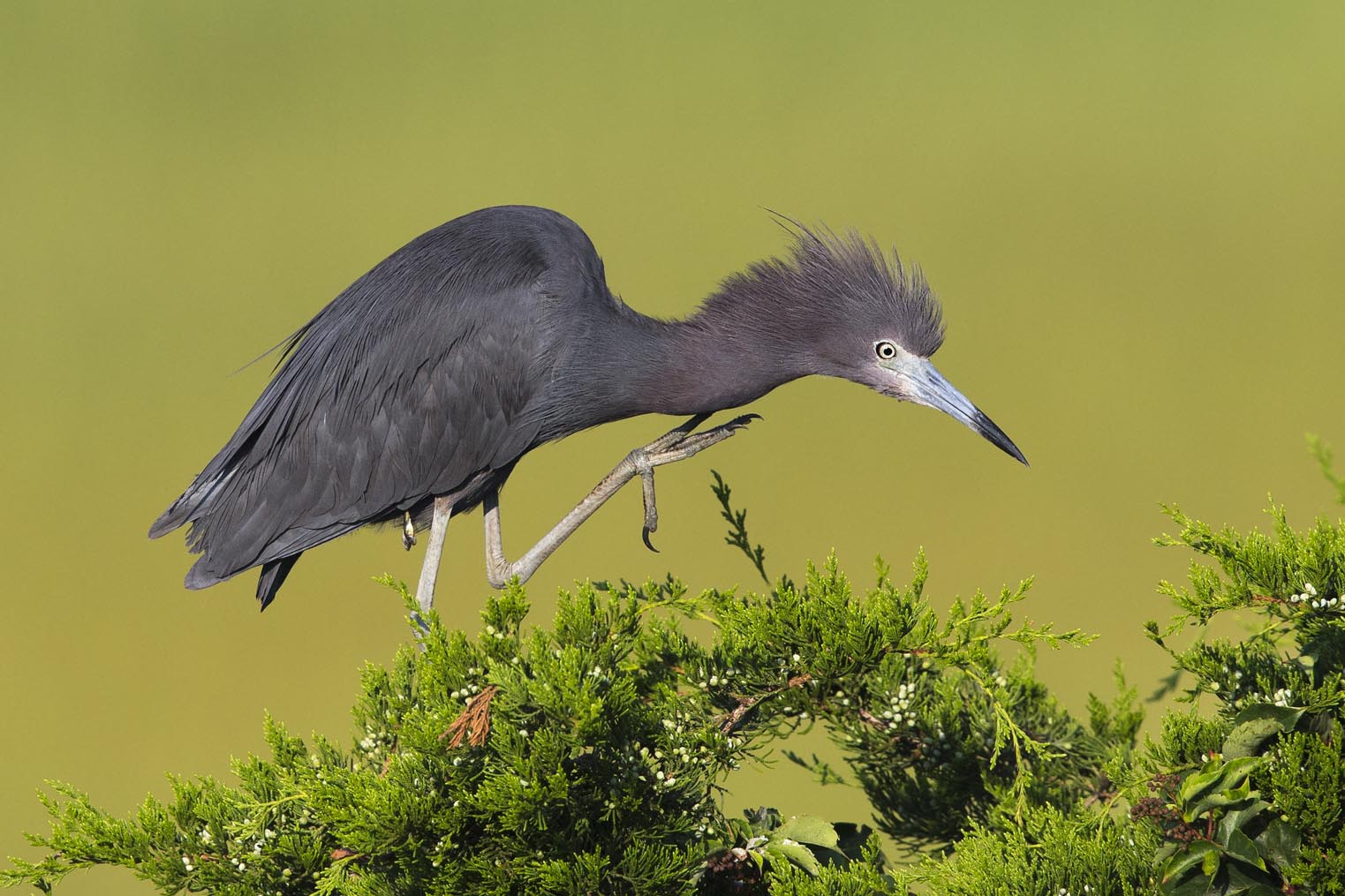 Little Blue Heron scratching on treetop 3666s