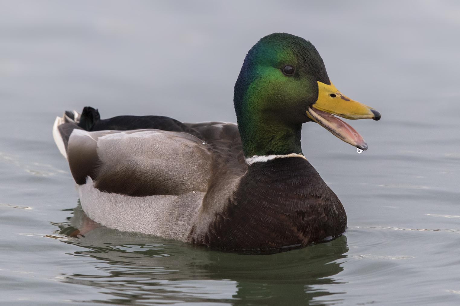 Mallard Duck m 3205s