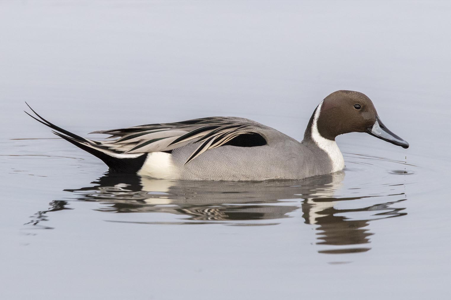 Northern Pintail Duck m 3239s