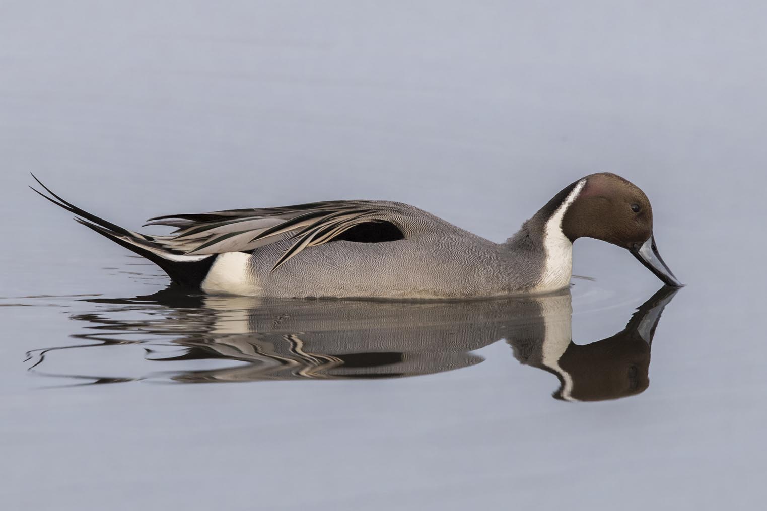 Northern Pintail m 3290s