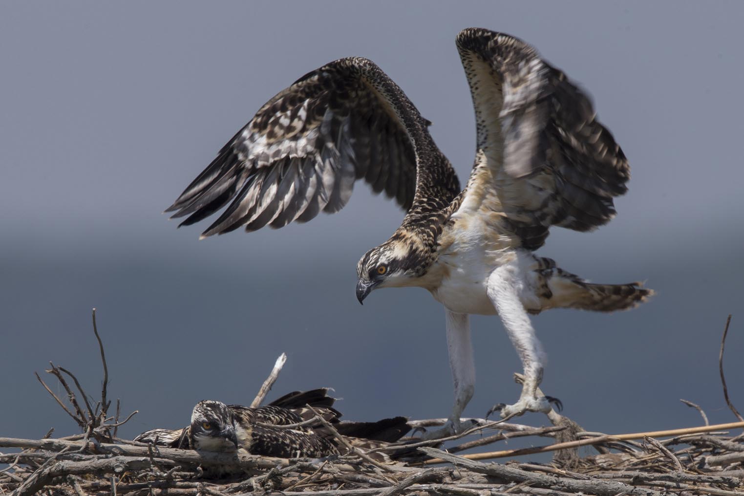 Osprey Chick exercising wings 2213s