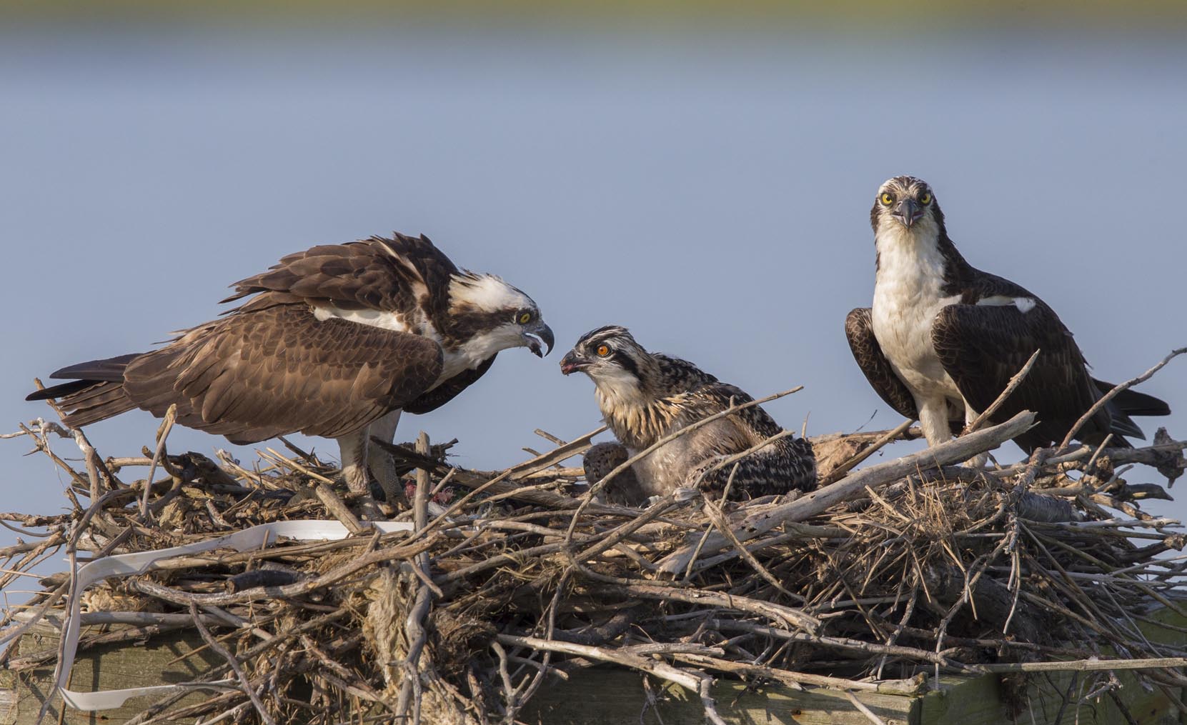Osprey feeding chick 9494s