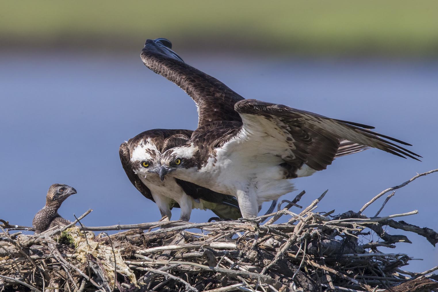 Osprey nest keeper p 8934s